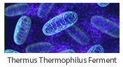 嗜热栖热菌发酵产物(英).jpg 嗜热栖热菌发酵产物(英).jpg