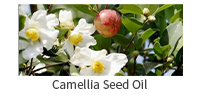 山茶籽油(英）.jpg