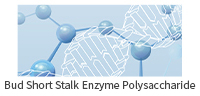 出芽短梗酶多糖(英）.jpg